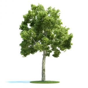 枝干微高的景观树木