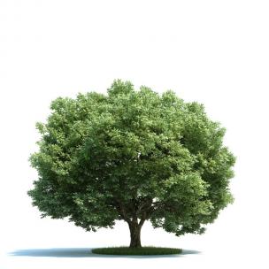 形似珊瑚树 景观树木