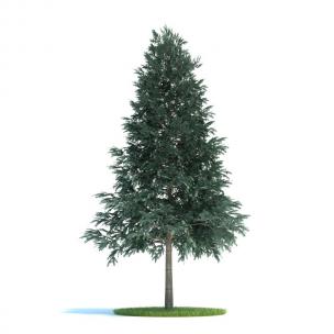 形似云杉树 景观树木