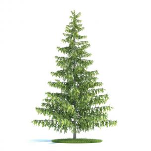 形似雪岭杉景观树木