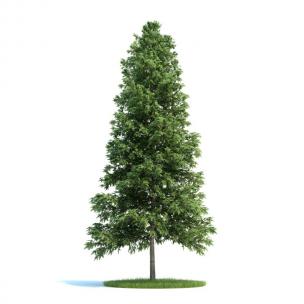 形似水杉树 景观树木