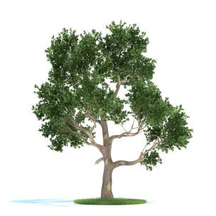 形似桉树 景观树木