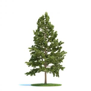 笔直形似长白松的景观树木