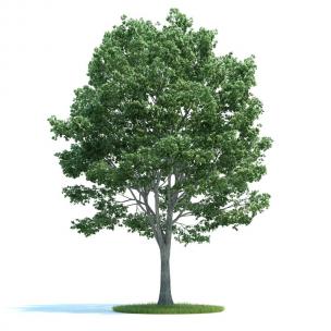 形似椴树景观树木