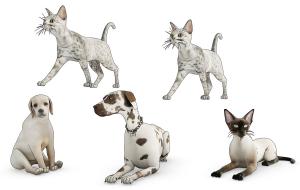 行走的猫和卧着的狗