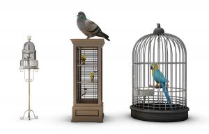 鸟笼、鸽子和鹦鹉组合3d模型 鸟笼、鸽子和鹦鹉组合