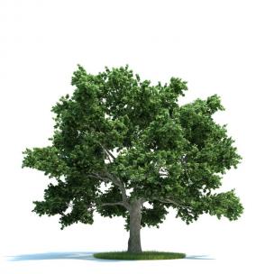 低矮大枝、形似杨树的景观树木