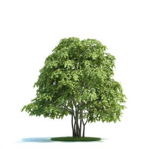 大先端尖树叶的灌木绿植