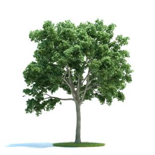 大枝干、形似榆树的景观树木