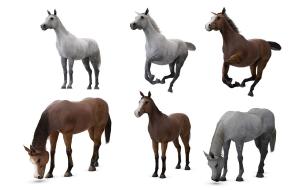 吃草的马、奔跑的马