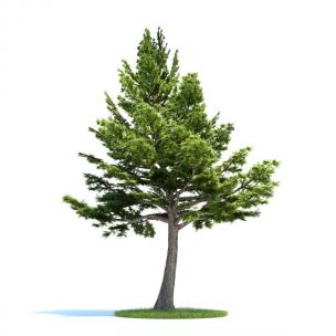 树干微弯、形似南洋杉的景观树木