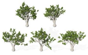 白皮、低矮多枝景观树木