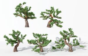 枝干弯曲的松树 景观树木