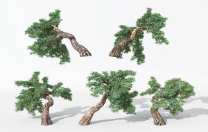 形似白皮松的景观树木