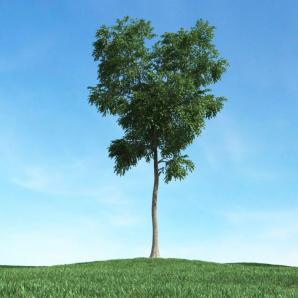 形似白蜡树的景观树木