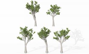 枝干向上多分叉的景观树木