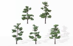 形似日本五针松 景观树木