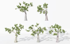 树枝稀少的粗壮景观树木