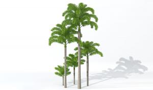 金山葵热带树木