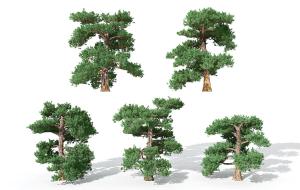 形似红松 景观树木