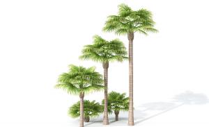 形似苏铁的高低不同热带树木