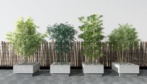 粉单竹盆栽植物 竹子