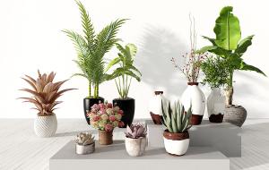 朱蕉、海宇、散尾葵盆栽植物