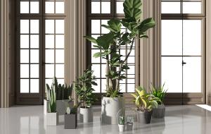 琴叶榕、形似白掌盆栽植物