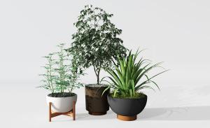 番麻、发财树、形似梨树的盆栽植物