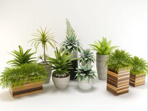 千年木、形似袖珍椰子 盆栽植物