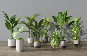 散尾葵、肾蕨、富贵竹盆栽植物