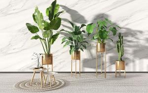 旅人蕉、龟背竹、像也门铁的盆栽植物