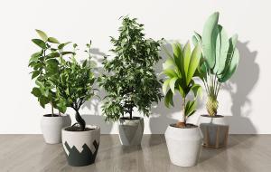 大鹤望兰、平安树、形似栀子花的盆栽植物