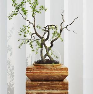 弯弯曲曲黄杨盆景盆栽植物