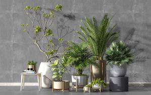 喜树、散尾葵、形似竹柏盆栽植物