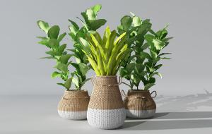 巢蕨、琴叶榕盆栽植物