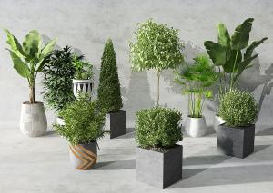 旅人蕉、蒲葵、形似天冬草盆栽植物