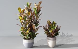 大小两盆变叶木盆栽植物