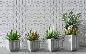 长生草、番麻、印度榕盆栽植物