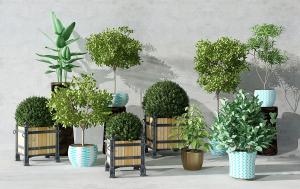 实木铁艺花盆、灌木和花盆植物、盆栽