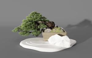 日本五针松盆景盆栽植物