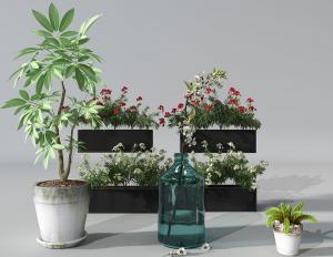 鹅掌藤、红豆杉、梅花盆栽植物