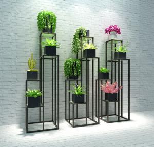 日本珍珠草、仙人掌盆栽植物