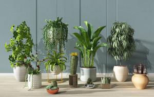 糖胶树、澳洲鸭脚木、仙人掌盆栽植物