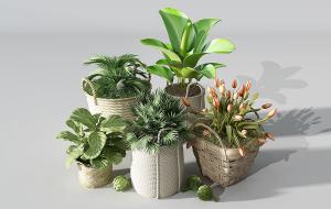 大琴叶榕、散尾葵、郁金香盆栽植物