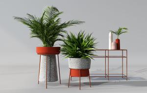 散尾葵、一叶兰盆栽植物