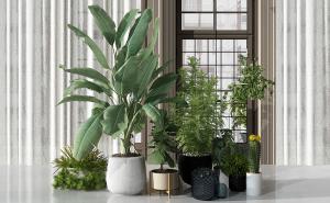 旅人蕉、肾蕨、多刺天门冬盆栽植物