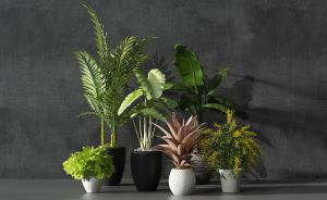 散尾葵、朱蕉、蕨、海宇盆栽植物