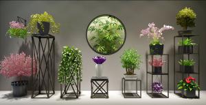 绿萝、蝴蝶兰、花烛、形似清香木 盆栽植物