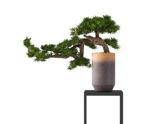 罗汉松盆景盆栽植物